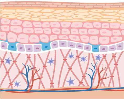 Collagen Depletion around 35 years of age