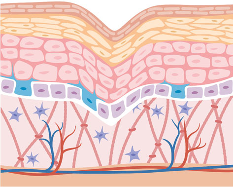 Collagen Depletion around 45 years of age