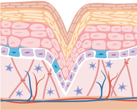 Collagen Depletion around 55 years of age